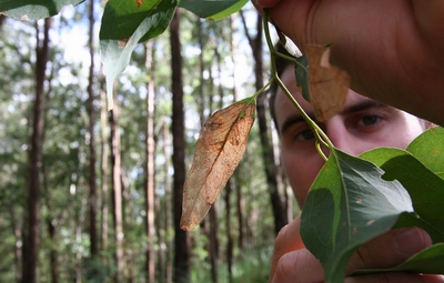 Kane McElrea, a biosecurity officer with the Northland Regional Council, examines a leaf badly damaged by a gum leaf skeletoniser.